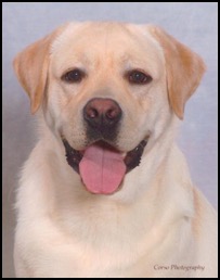 Yellow lab headshot